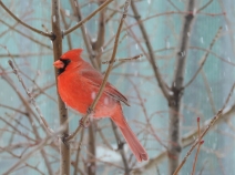 Northern Cardinal - mannetje