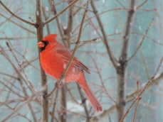 Northern Cardinal - mannetje