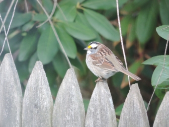 De White Throated Sparrow op het hek