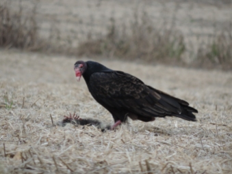 De volwassen Turkey vulture, bezig met een dood stinkdier