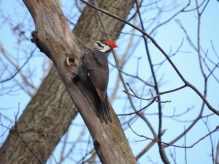 Mevrouw Pileated Woodpecker