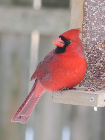 'Zie mij eens mooi rood zijn' - de Northern Cardinal