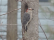 Red Bellied Woodpecker - vrouwtje