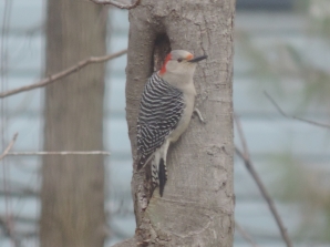 Red Bellied Woodpecker - vrouwtje