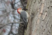 Red bellied woodpecker